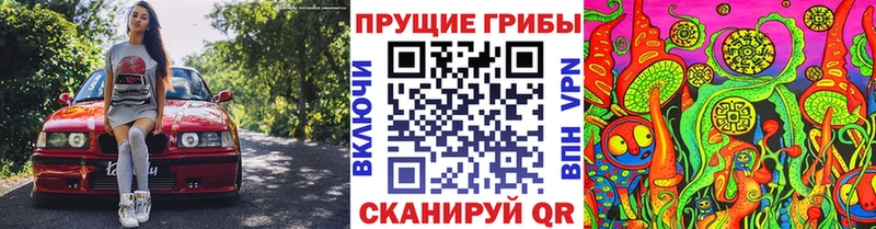 Купить где  Гаджиево  Псилоцибиновые грибы Psilocybe 